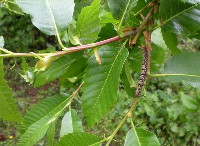 Bruco irsuto - Lasiocampa (Lasiocampa) quercus